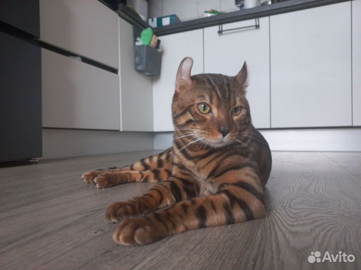 Бенгальский кот вязка