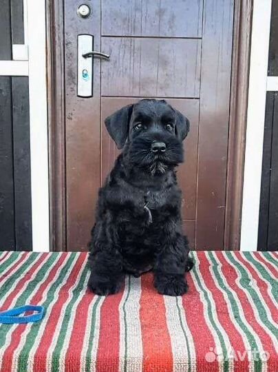 Цвергшнауцер