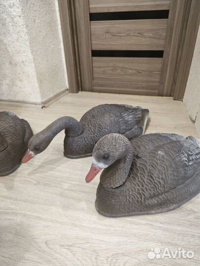 Гусь для охоты