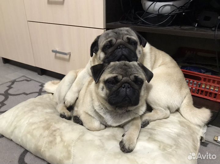 Мопс на вязку