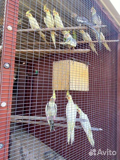 Попугай корелла