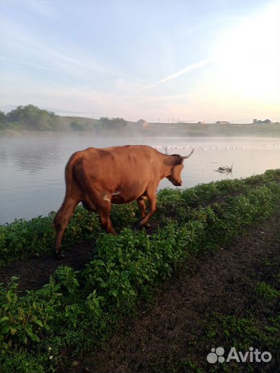 Коровы, телята