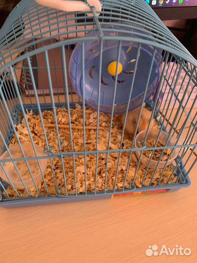 Хомяк с клеткой