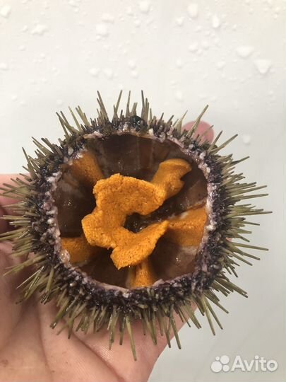 Морской еж с Доставкой