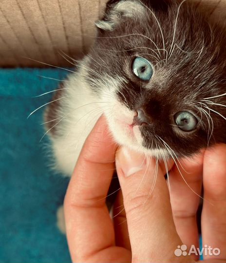 Котенок девочка в добрые руки