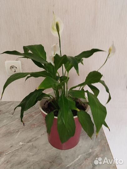 Спатифиллум