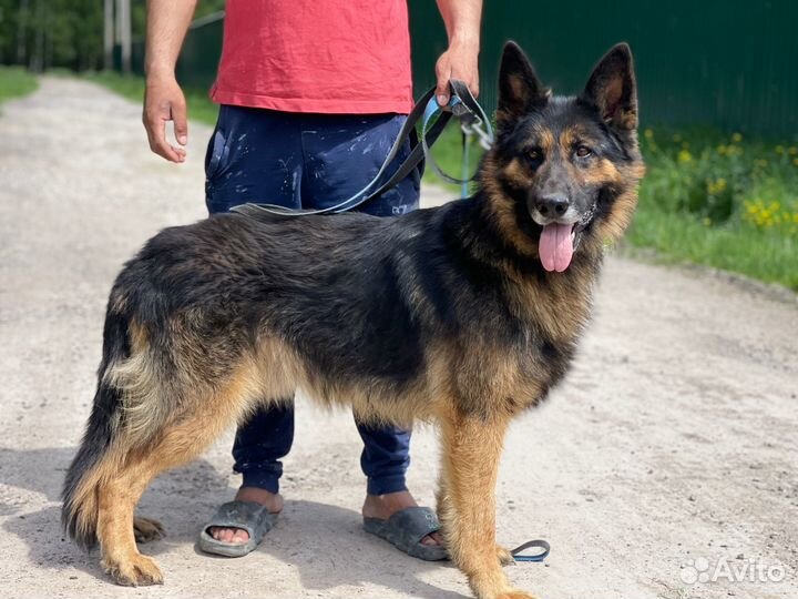 Немецкая овчарка бесплатно в добрые руки