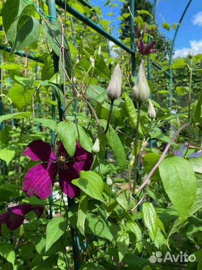 Огромные климатисы в горшках 35 литров