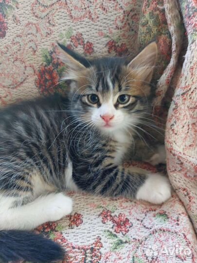 Котята