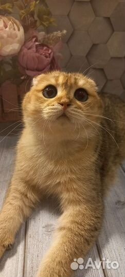 Шотландский вислоухий кот