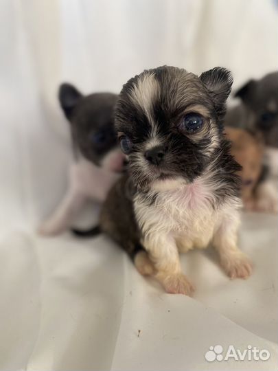 Щенки чихуахуа