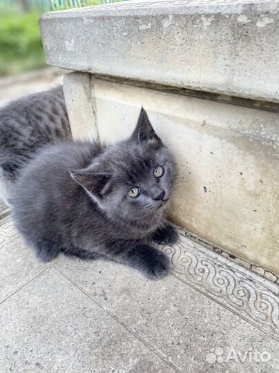 Котята в добрые руки мальчики