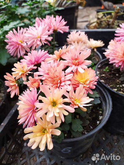 Хризантема мультифлора опт и розница