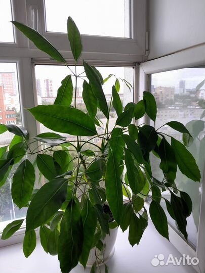 Комнатные цветы шефлера