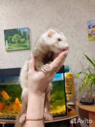 Домашний хорек