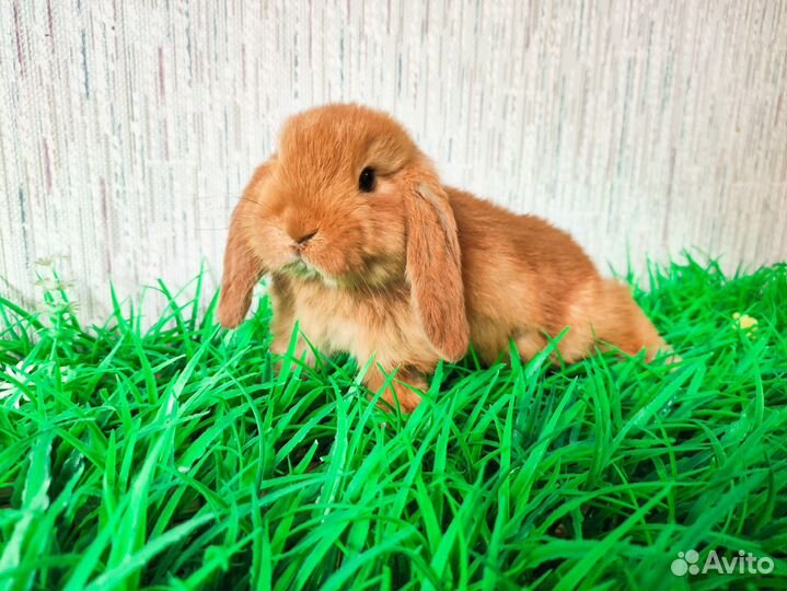 Мини Карликовый кролик - гермелин и др. породы