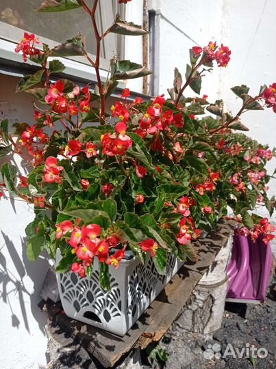 Бегония вечноцветущая ампельная