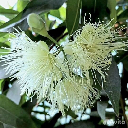 Гуайава, Сизигум,Гликосмис Джин Берри