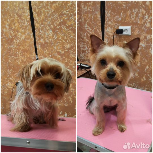 Стрижка собак и кошек