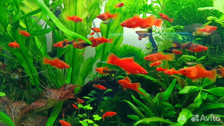 Меченосцы, гуппи