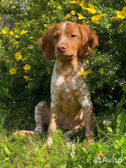 Щенки Бретонского эпаньоля