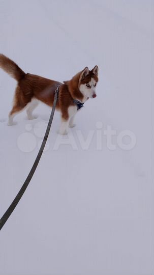 Участок 6 сот. (ИЖС)