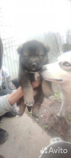 Отдам хаски