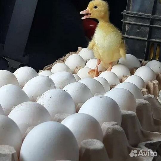 Инкубационное яйцо индоуток