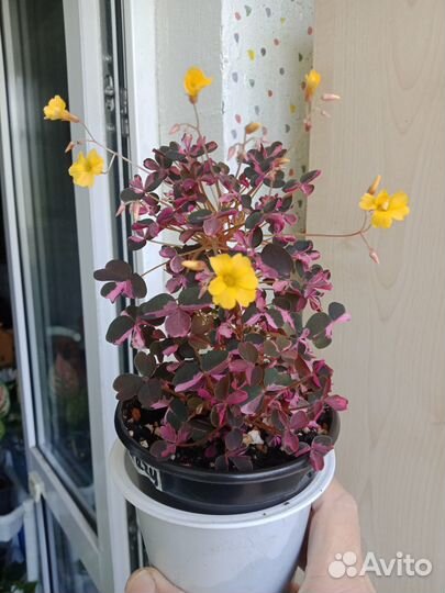 Оксалисы (кислицы)