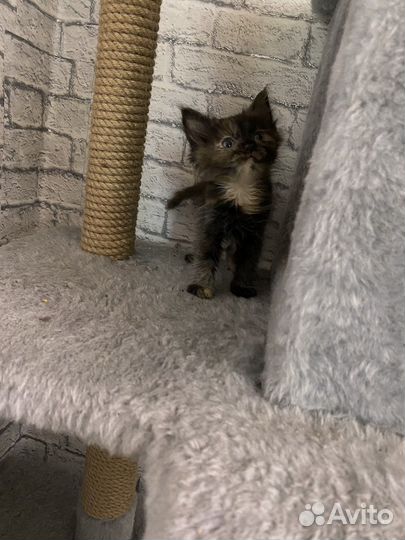 Отдам котят бесплатно в добрые руки