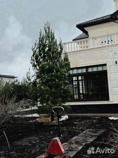 Ель 3.65 метра