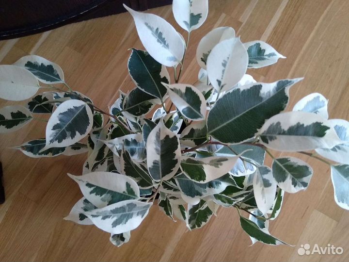 Фикус бенджамина пестролистный