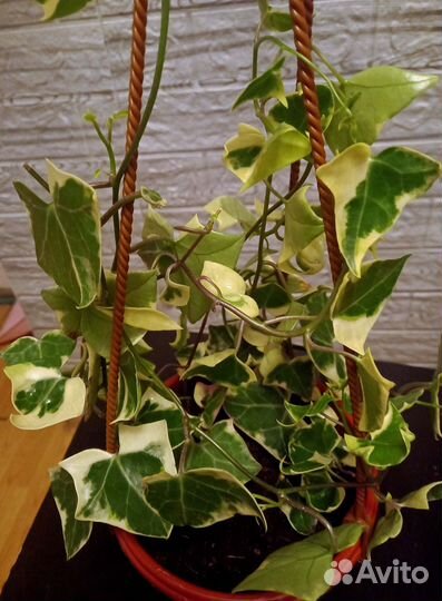 Крестовник крупноязычковый