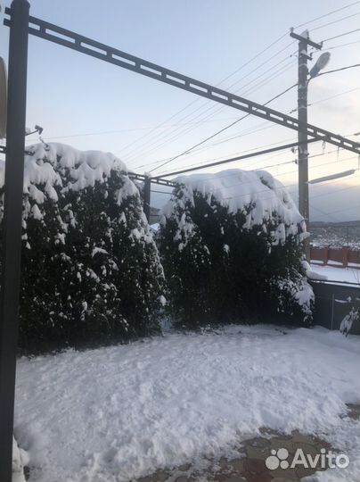 Декоративная вечнозелёная лиана каприфоль