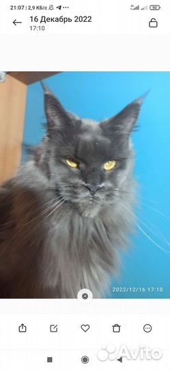 Серебряные кошечки мейн куна