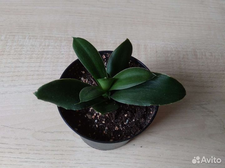 Сортовые сансевиерии