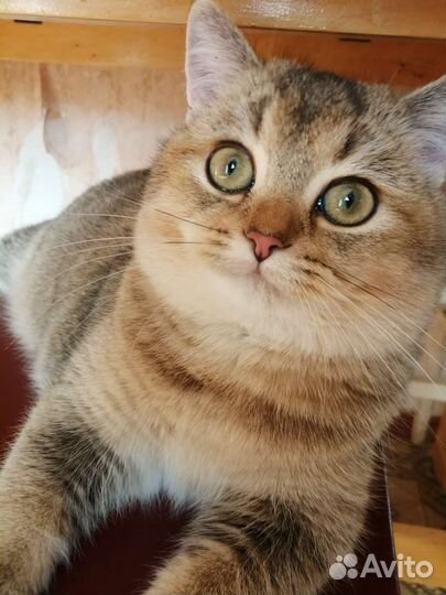 Лежанка для кошки