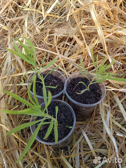 Кохия, летний кипарис