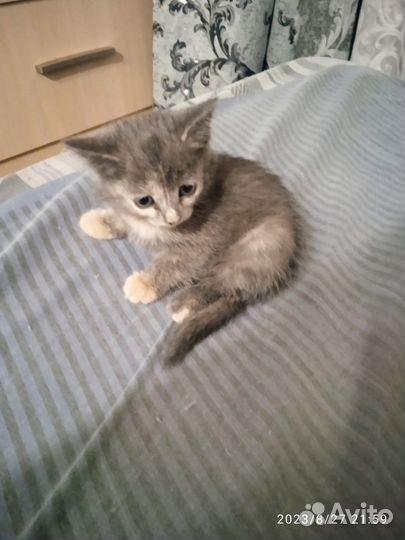 Кошка в дар бесплатно