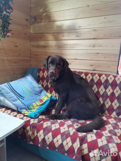 Кобель лабрадора вязка
