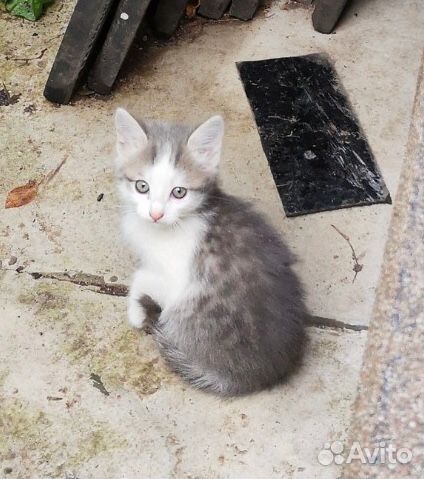 Кошки предложение