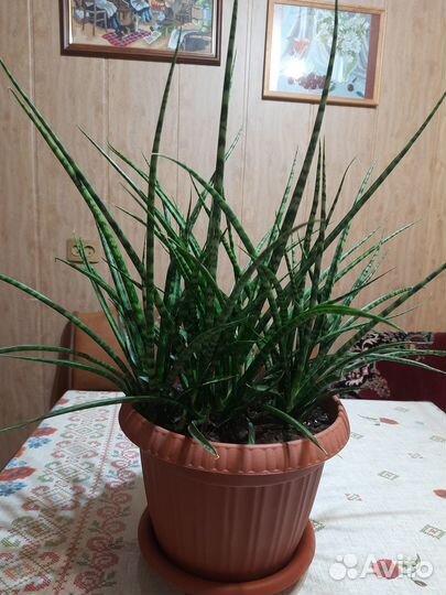 Комнатные цветы