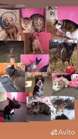 Передержка животных, гостиница для животных)