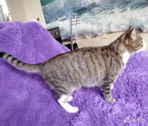 Соня-ласкуша