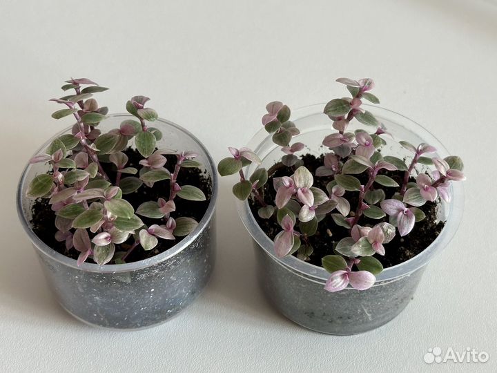 Каллизия розовая пантера