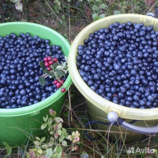 Предзаказ черника лесная