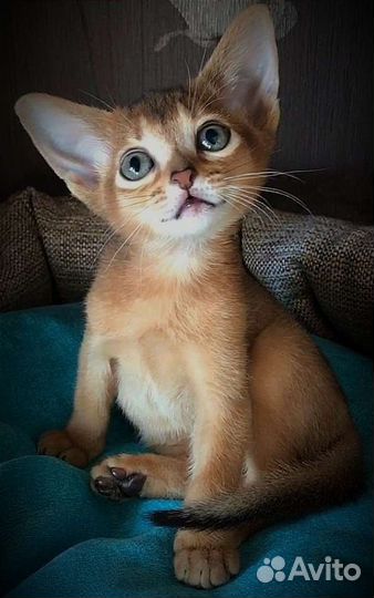 Абиссинские котята
