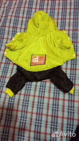 Новый зимний комбинезон для собак