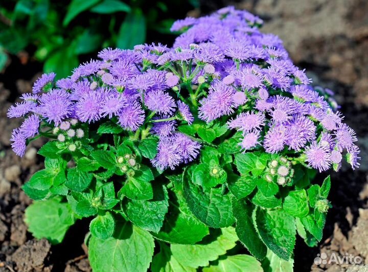 Агератум фиолетовый, рассада, летник