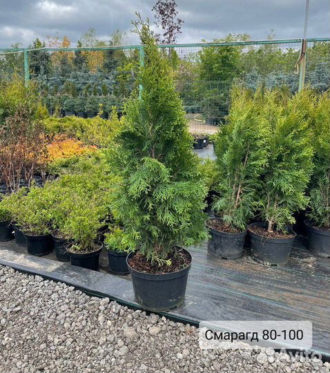 Туя смарагд